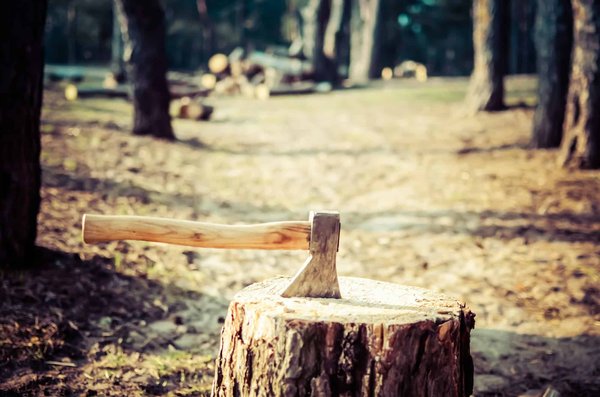 Où trouver un stage de survie en forêt boréale avec des experts en bushcraft au Canada?